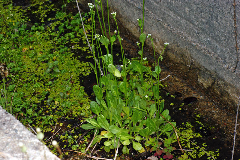 Samolus valerandi / Lino d''acqua